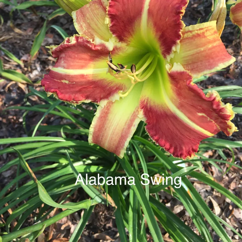 Alabama Swing image
